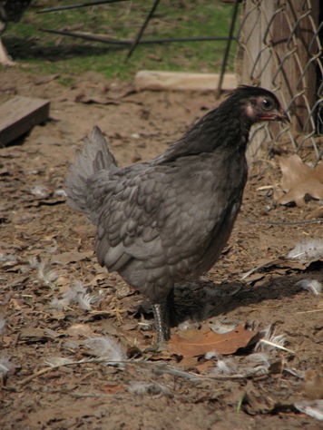 pics 045