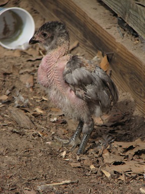 pics 054