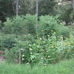 How does your garden grow?