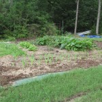 How does your garden grow?