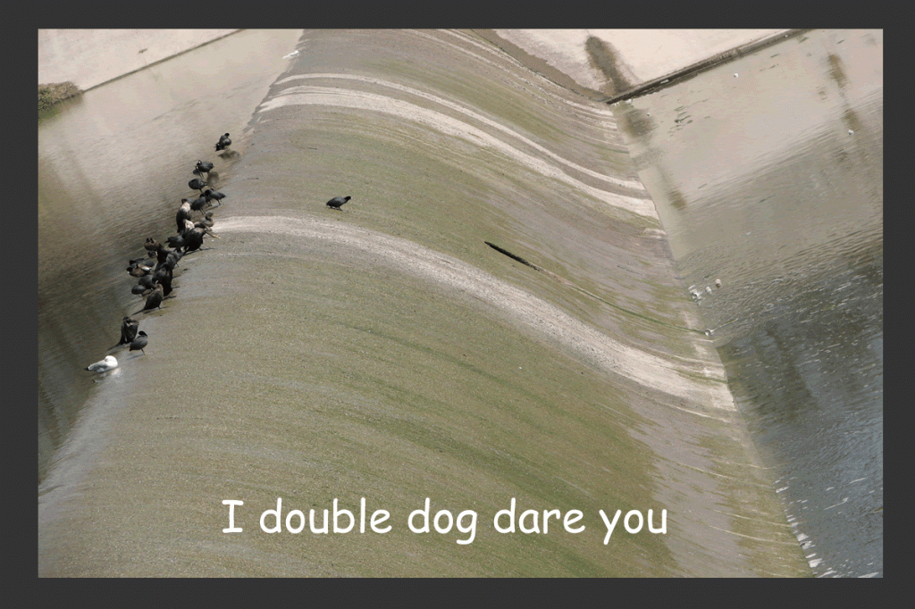dare
