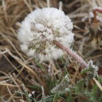 Frost and Snow